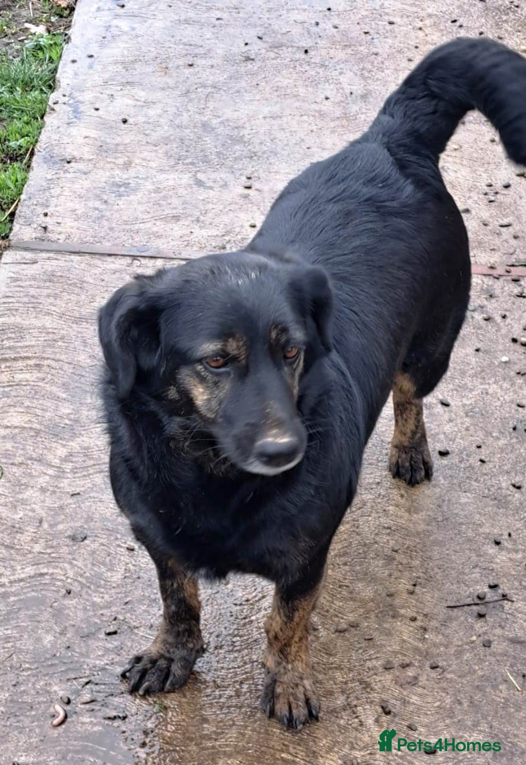 Mixed Breed dogs for adoption: Beautiful and Gentle LOLITA - for a Loving Home - Image 3