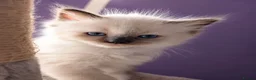 Ragdoll cats for sale: Registered ragdoll kittens by grand champion in Scunthorpe - Advert 19