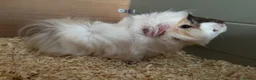 Guinea Pig rodents for sale: Baby guinea pigs mixed breeds  - Advert 6