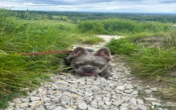 French Bulldog dogs for sale: MALE FRENCHIE LOOKING FOR NEW HOME - Image 12