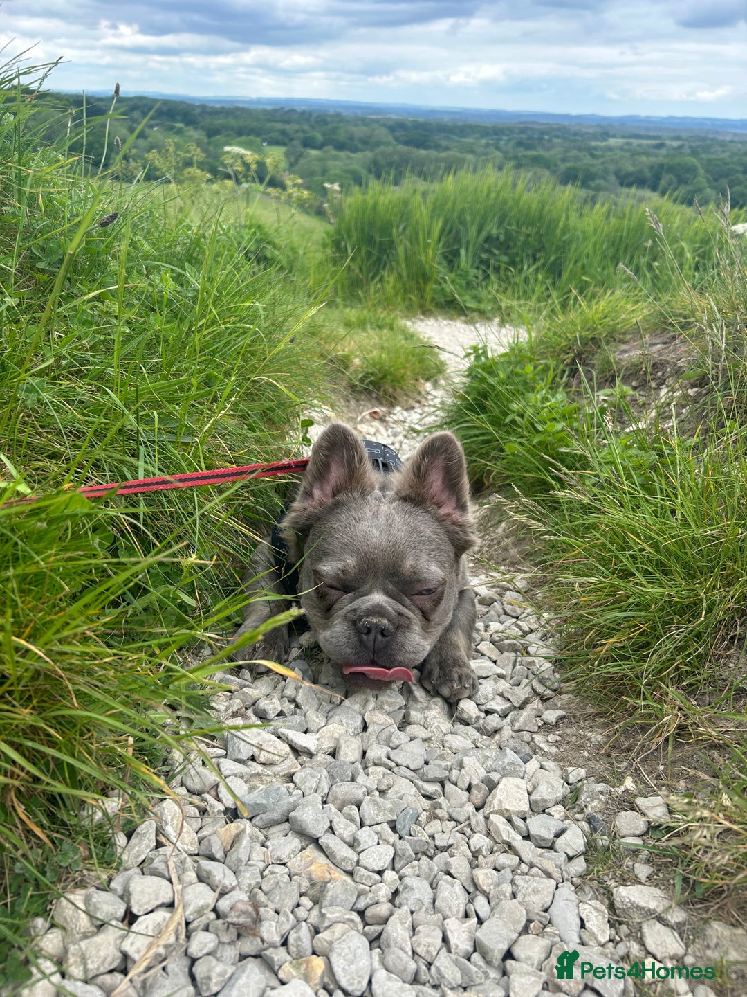 French Bulldog dogs for sale: MALE FRENCHIE LOOKING FOR NEW HOME - Image 12