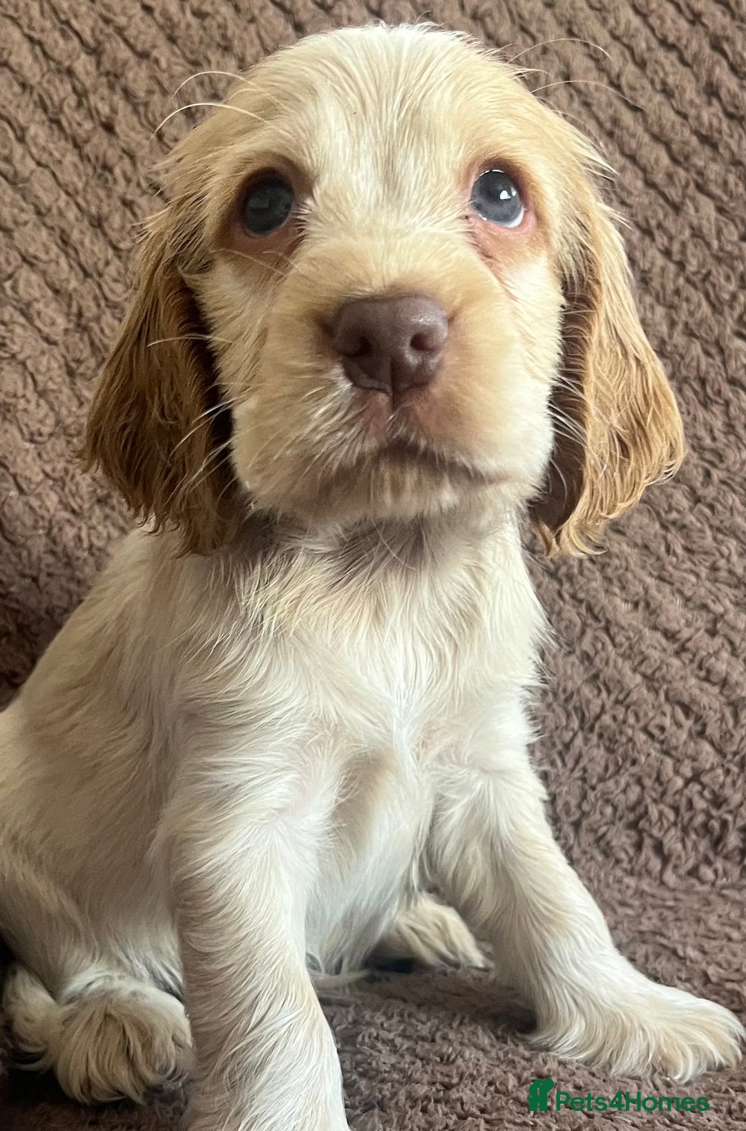 Cocker Spaniel dogs for sale: KC REG SHOW TYPE COCKER SPANIELS  - Image 6