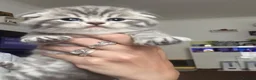 Scottish Fold cats for sale: 5 Beautiful Scottish Fold & straight Kittens - Advert 10