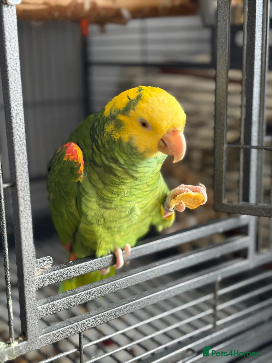Parrots birds for sale: Amazon parrot - Advert 6