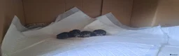 Mixed Breed cats for sale: 4 Bengal mix kittens in Hastings - Advert 7