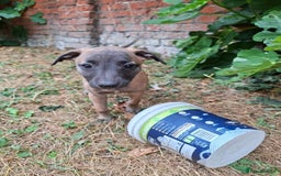 Whippet dogs for sale: 99% whippets (Merle) - Image 17