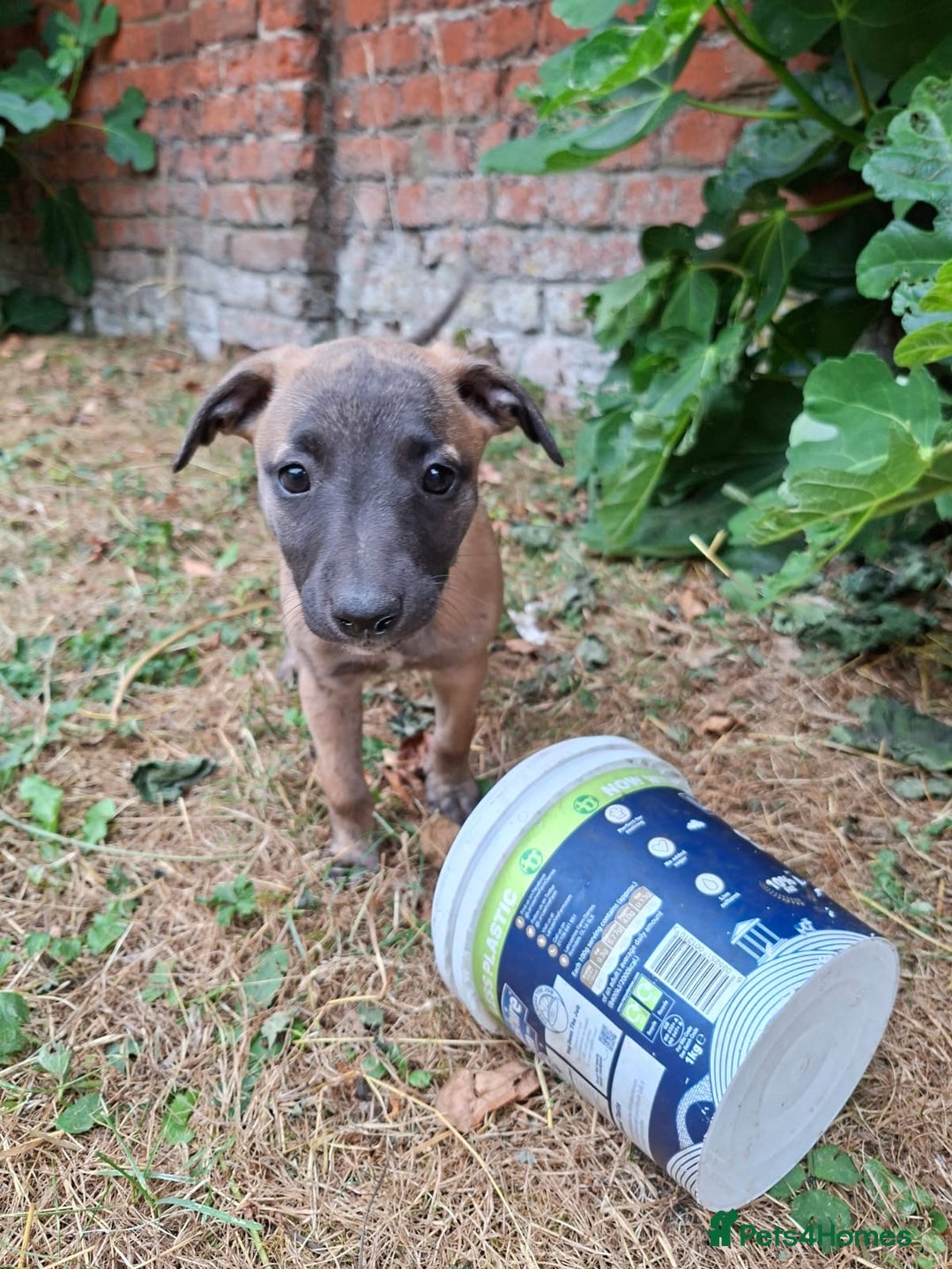 Whippet dogs for sale: 99% whippets (Merle) - Image 17