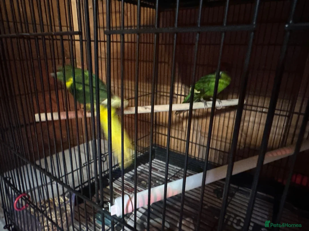 Parakeets birds for sale: Kakariki - Advert 5