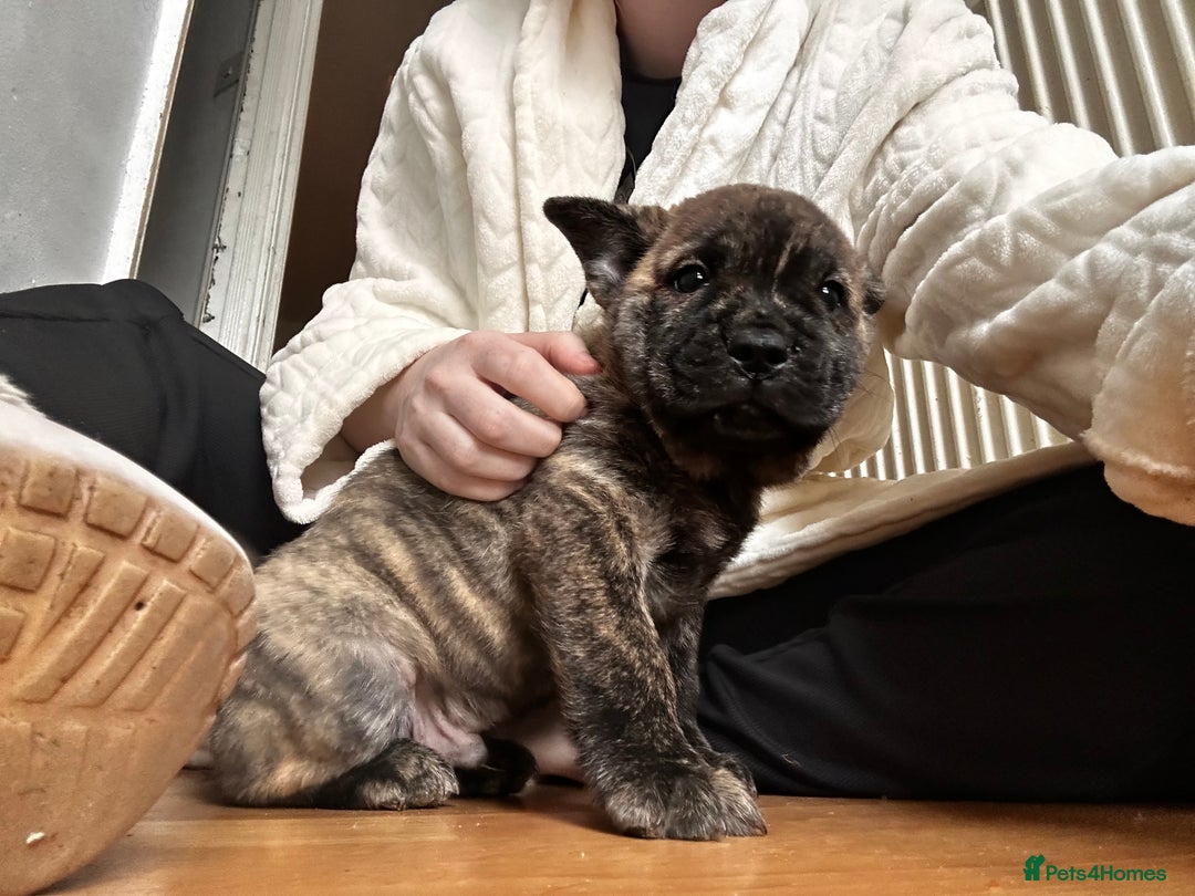 Mixed Breed dogs for sale: Beautiful French chows ready to leave!  - Image 28