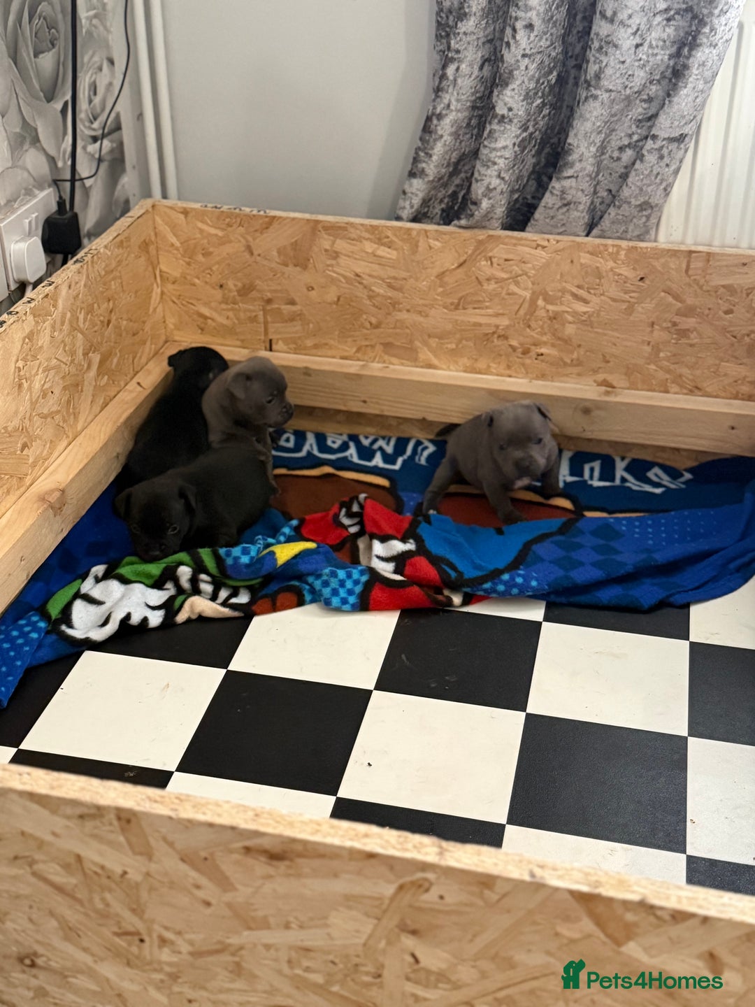 Staffordshire Bull Terrier dogs for sale: Beautiful stuffy pups  - Advert 13