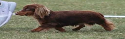 Miniature Dachshund dogs for sale: Isabella long haired boy available  - Advert 23