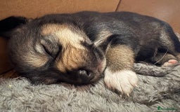 Mixed Breed dogs for sale: Sprollie x husky puppies  - Image 18