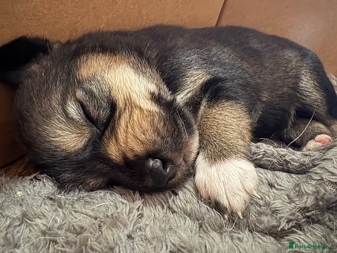Mixed Breed dogs for sale: Sprollie x husky puppies  - Image 18