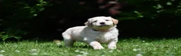 Goldendoodle dogs for sale: Quality Health Tested Goldendoodles - Advert 26