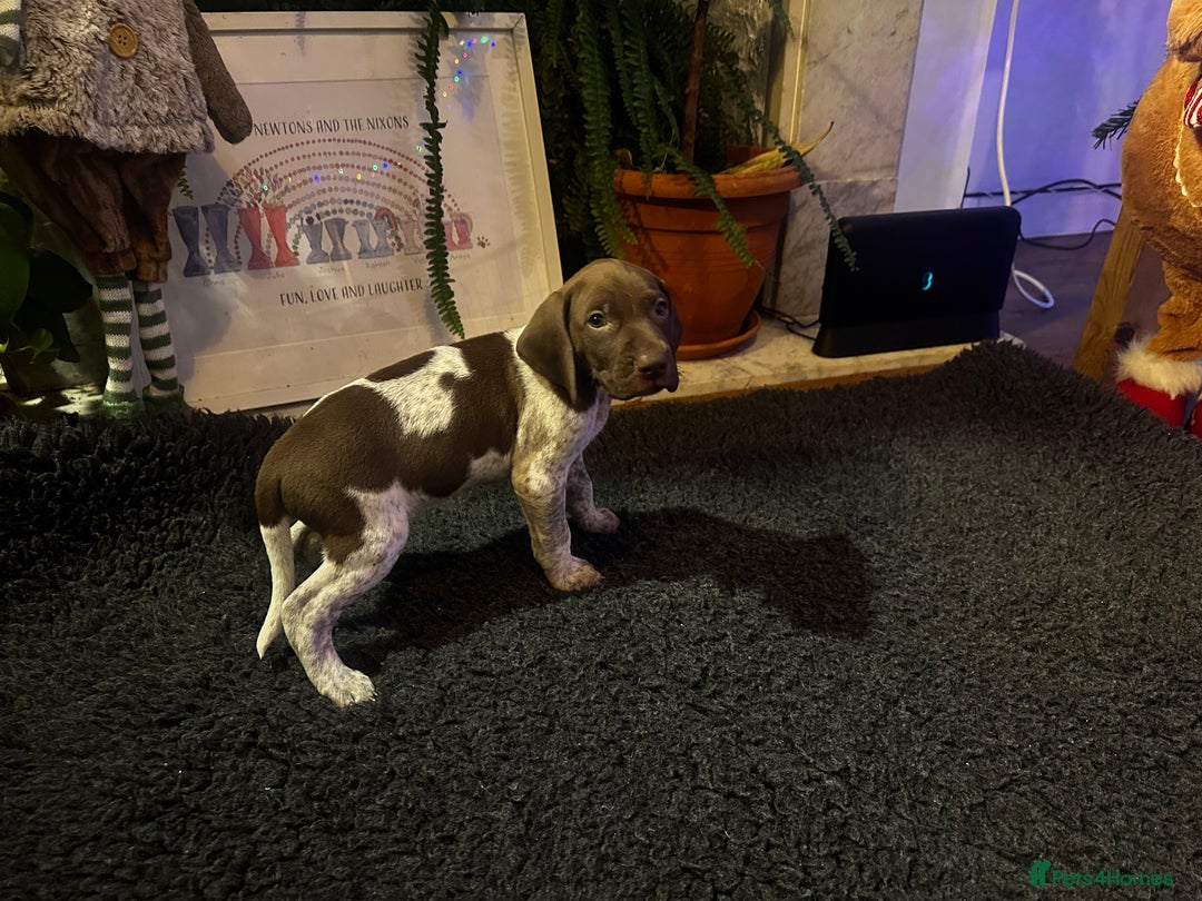 German Shorthaired Pointer dogs for sale: German shorthaired pointer pups - Advert 9