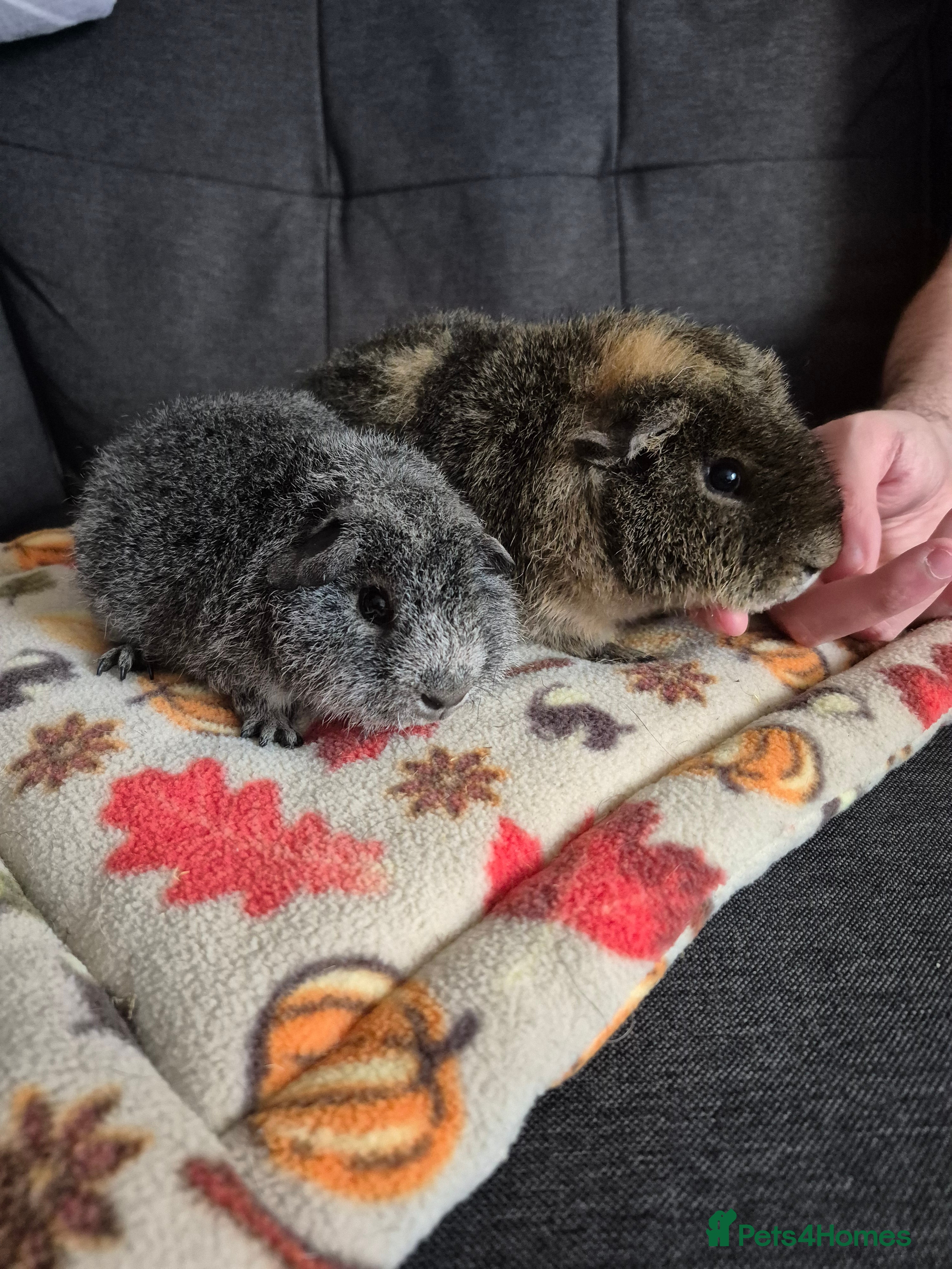 Guinea Pig rodents Teddy 6mths and Rex (10wks) boars - Advert 17
