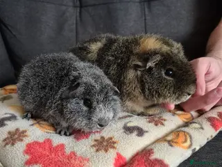 Guinea Pig rodents Teddy 6mths and Rex (10wks) boars - Advert 17