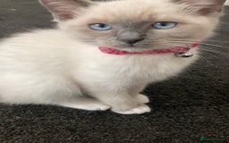 Ragdoll cats for sale:  Ragdoll kittens. 1 girl. 1 boy  - Image 2
