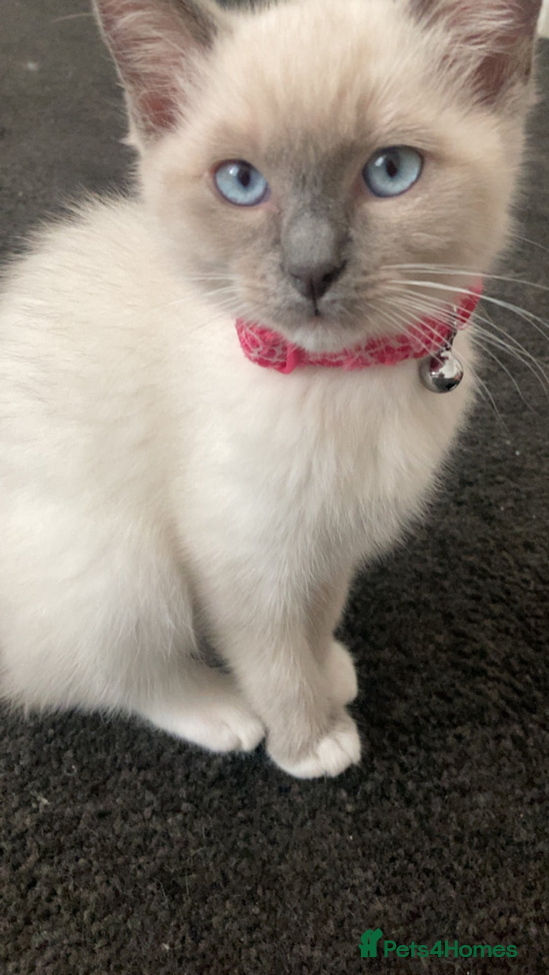 Ragdoll cats for sale:  Ragdoll kittens. 1 girl. 1 boy  - Image 2