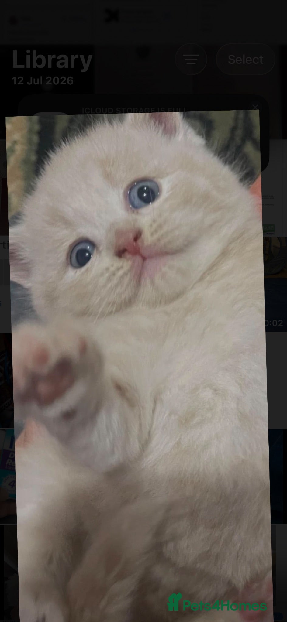 British Shorthair cats Emergency rehoming cream bsh kitten - Advert 1