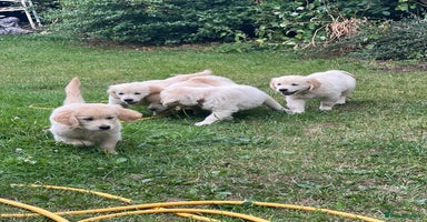 Golden Retriever dogs - Advert 7