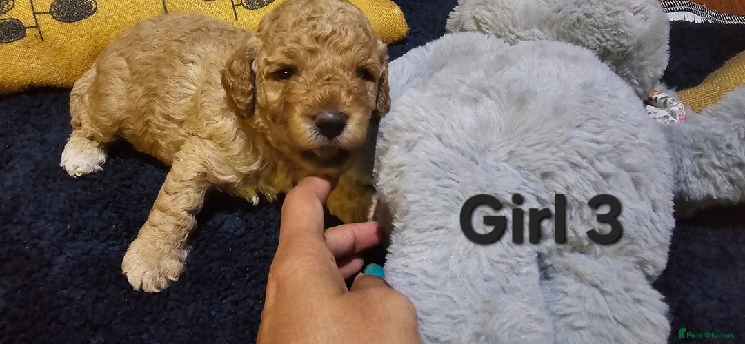 Cockapoo dogs for sale: Adorable cockapoo  - Image 13