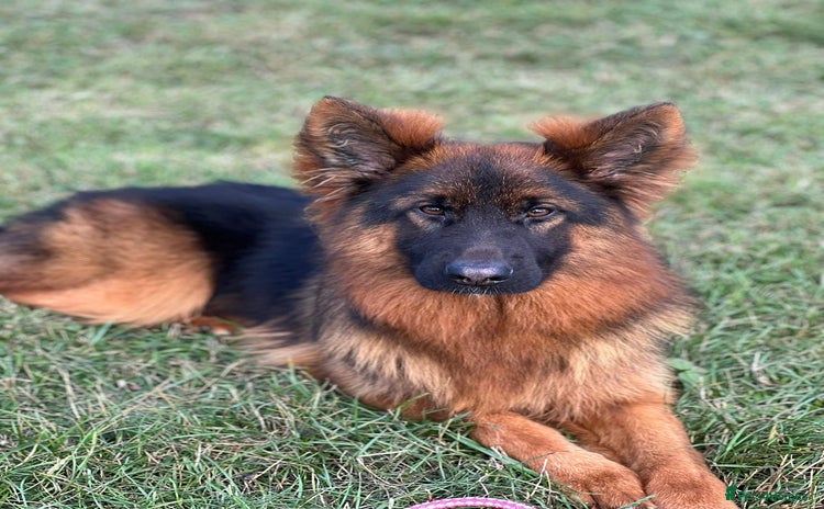 German Shepherd dogs - Advert 1