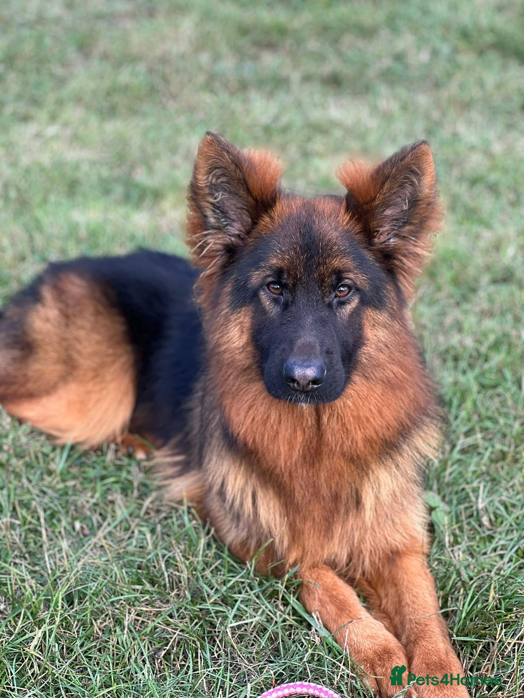 German Shepherd dogs for sale: Gorgeous male long coat  - Image 1