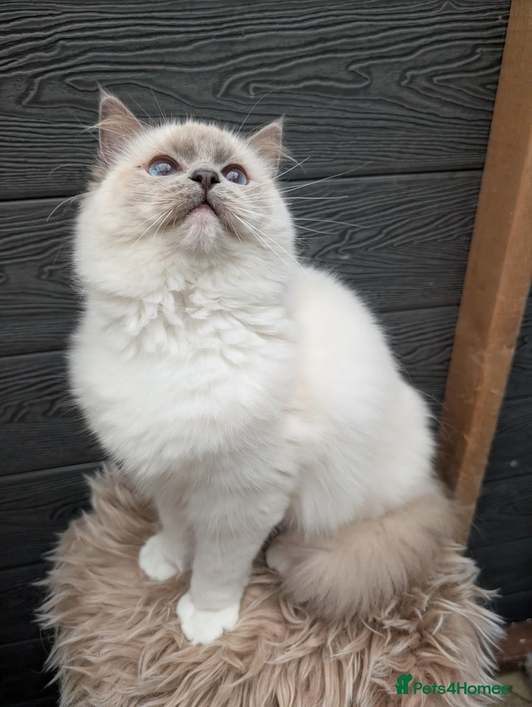 Ragdoll cats for sale: Ragdoll female  - Advert 5
