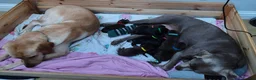 Labrador Retriever dogs for sale: Labrador Puppies Black & Chocolate Ready 31st Oct - Advert 33