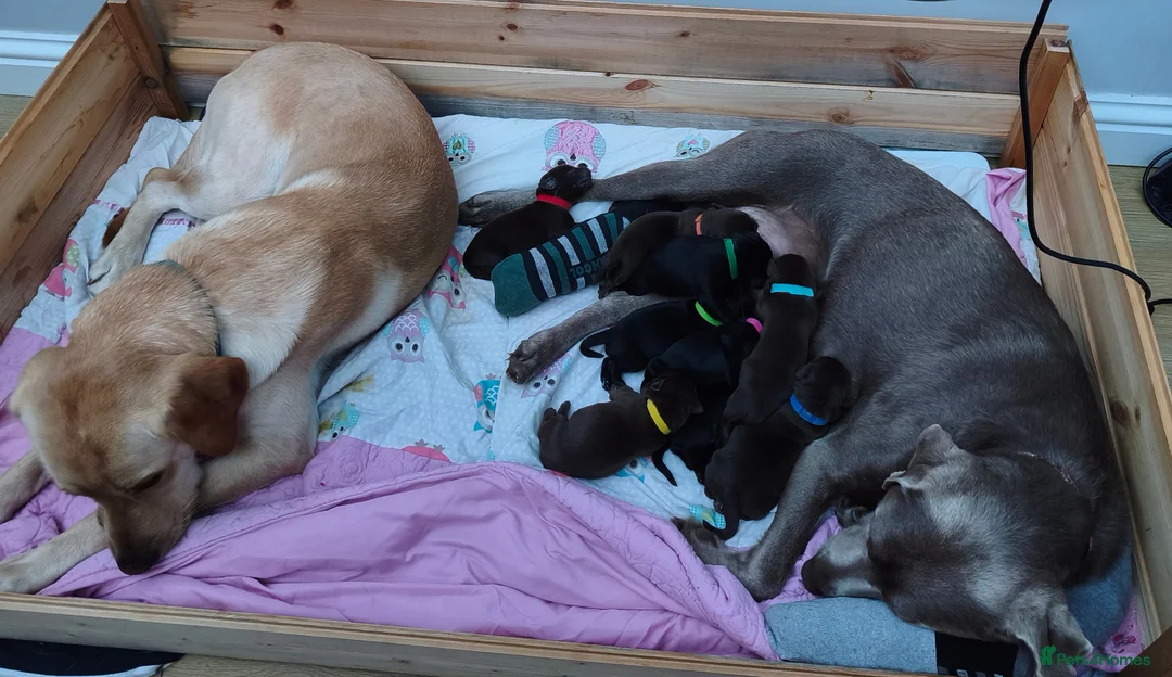 Labrador Retriever dogs for sale: Labrador Puppies Black & Chocolate Ready 31st Oct - Advert 33