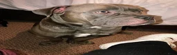 Mixed Breed dogs for sale: American Bulldog X Staff - Advert 5