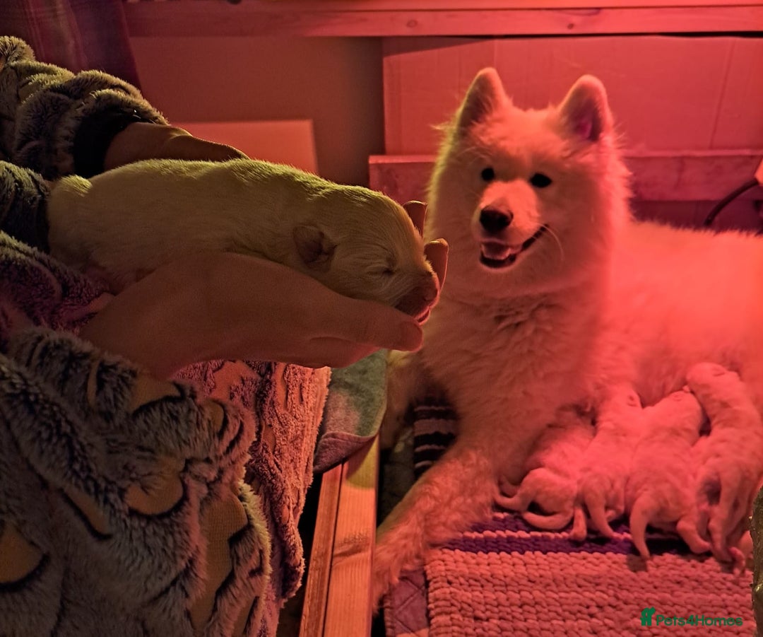 Samoyed dogs for sale: Adorable Samoyed Puppies  - Advert 7