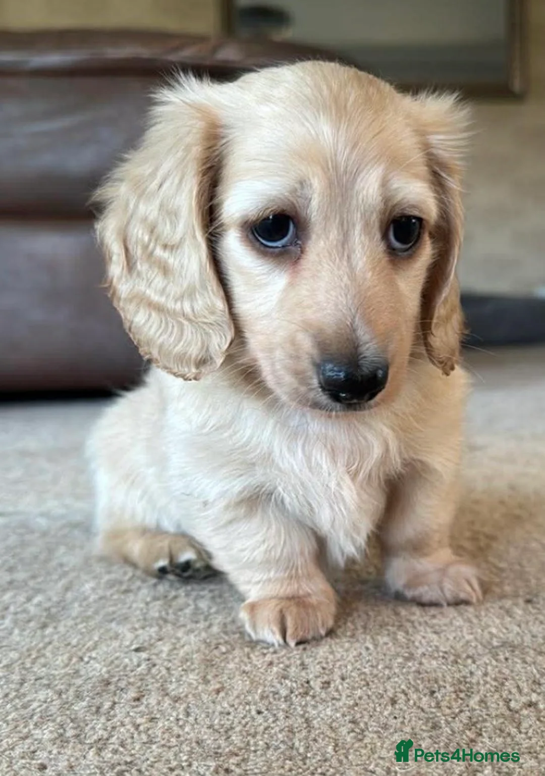 Miniature Dachshund dogs for sale: Stunning miniature long haired  - Advert 1