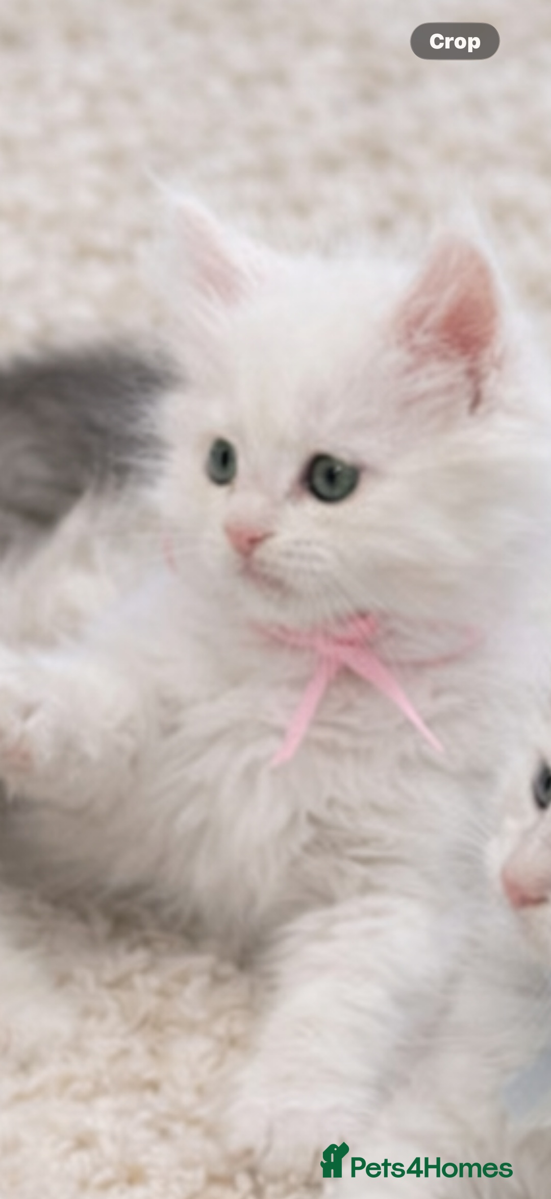 Maine Coon cats for sale: Outstanding pedigree kittens - Advert 4