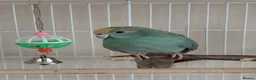 Parakeets birds for sale: Pair of kakariki birds  in Buckingham - Advert 1