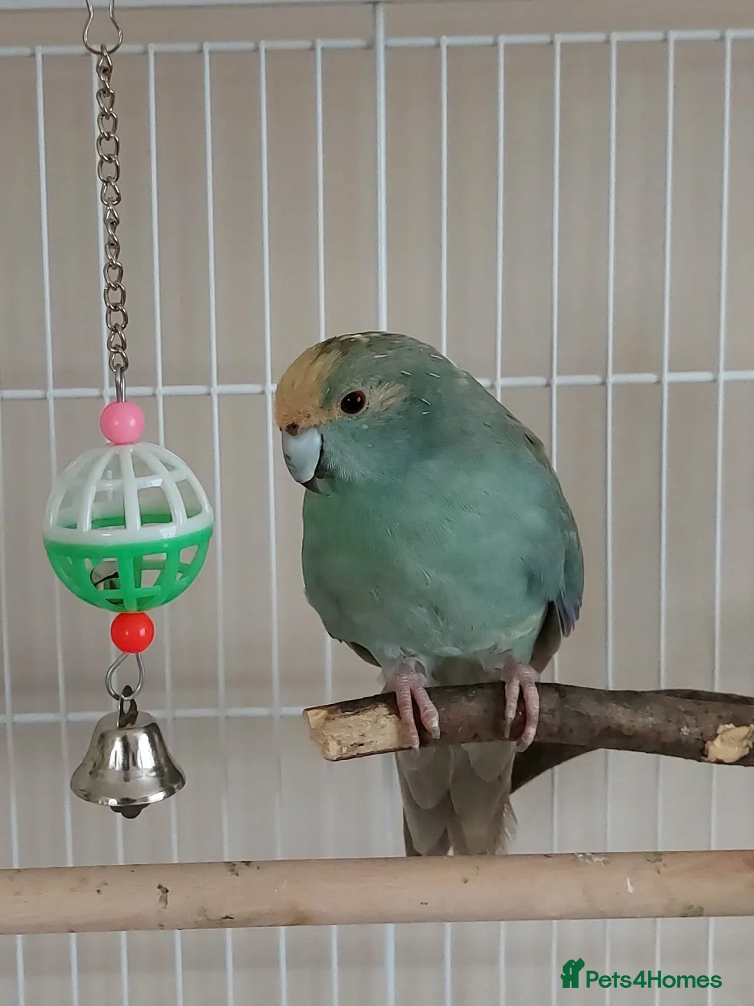 Parakeets birds for sale: Pair of kakariki birds  in Buckingham - Advert 1