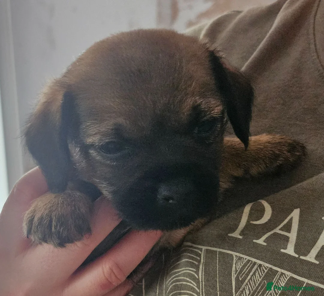 Border Terrier dogs for sale: SLEM clear KC Registered Border Terrier puppies  - Advert 2