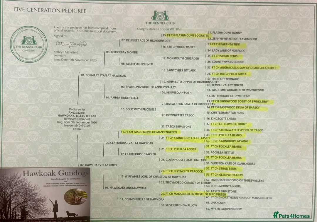 Labrador Retriever dogs for sale: KC Registered Yellow Labrador Puppies in Newton Abbot - Advert 2