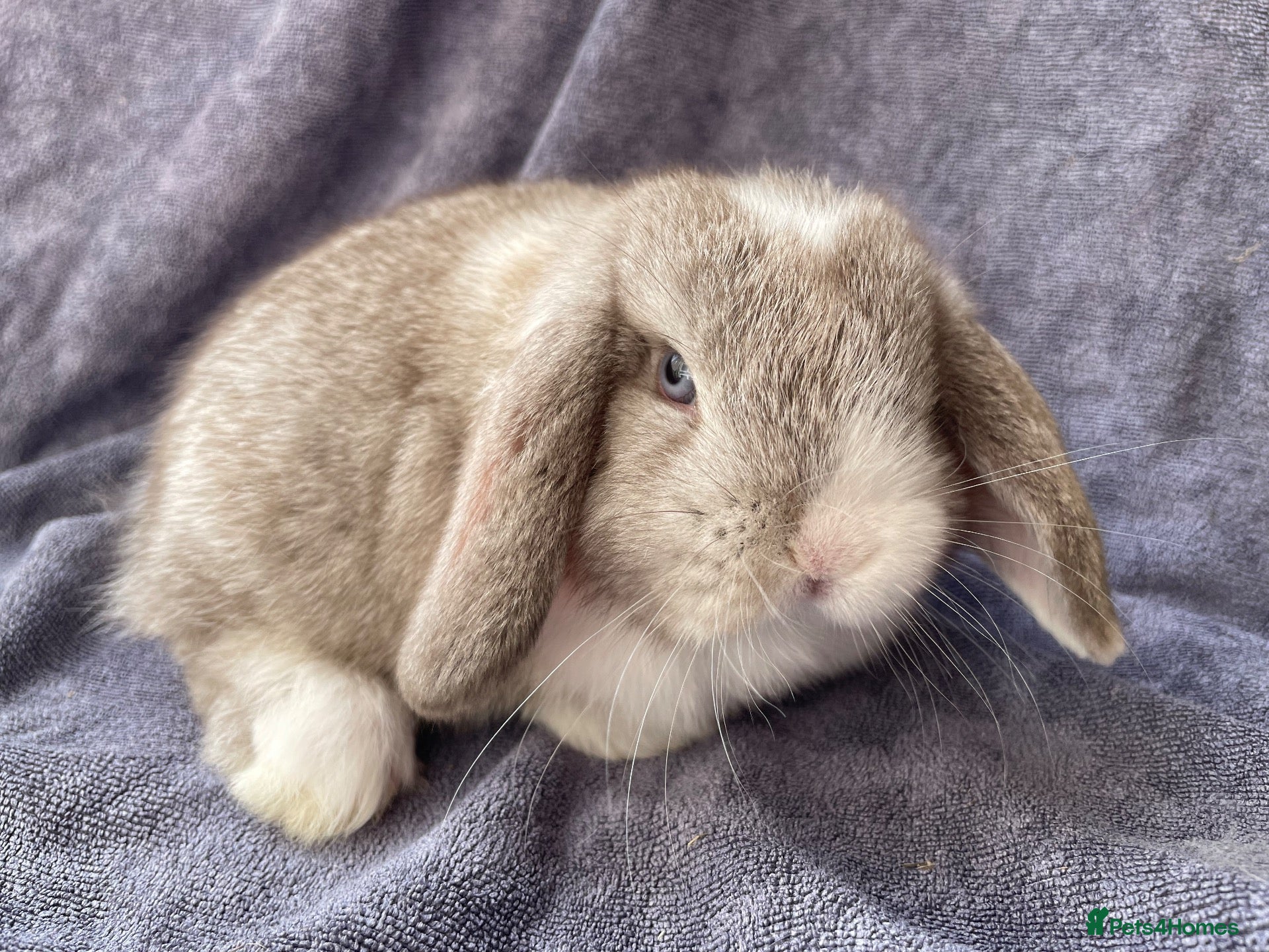 Mini Lop rabbits Mini lop doe ready to reserve  - Advert 6