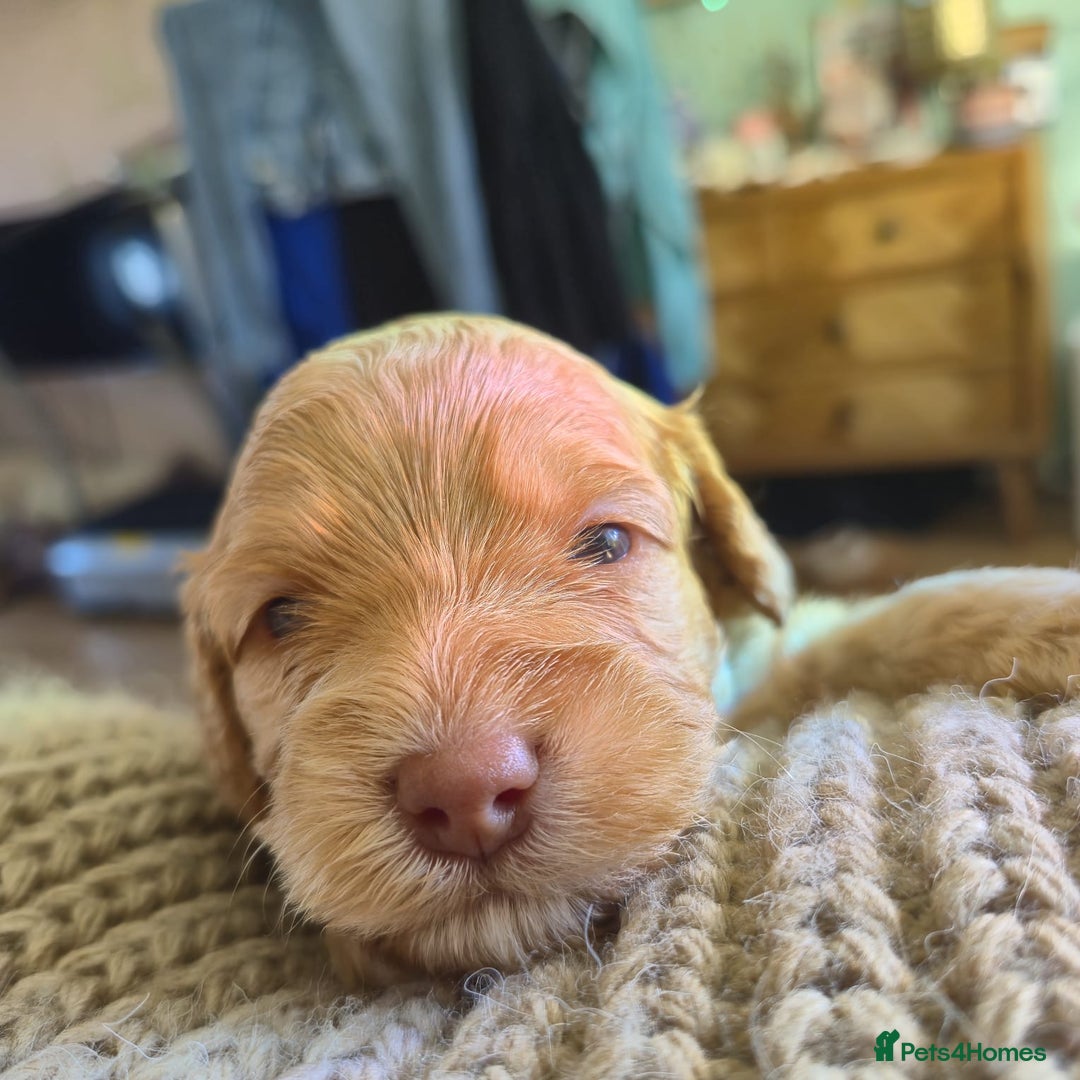 Cockapoo dogs for sale: 5 Stunning Cockapoo girls 💖 - Advert 16