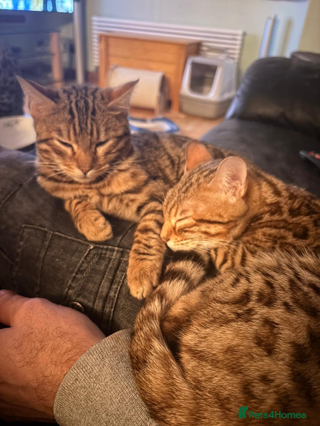 Bengal cats for sale:  Outstanding Quality Bengal kittens ready to leave - Advert 8