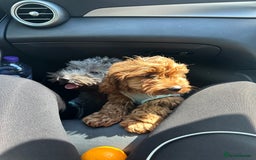 Mixed Breed dogs for sale: Puppies looking for a loving family  - Image 1