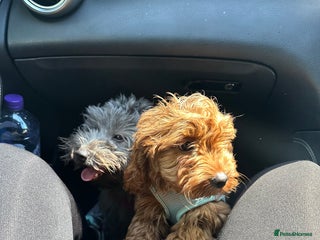 Mixed Breed dogs for sale - Advert 1