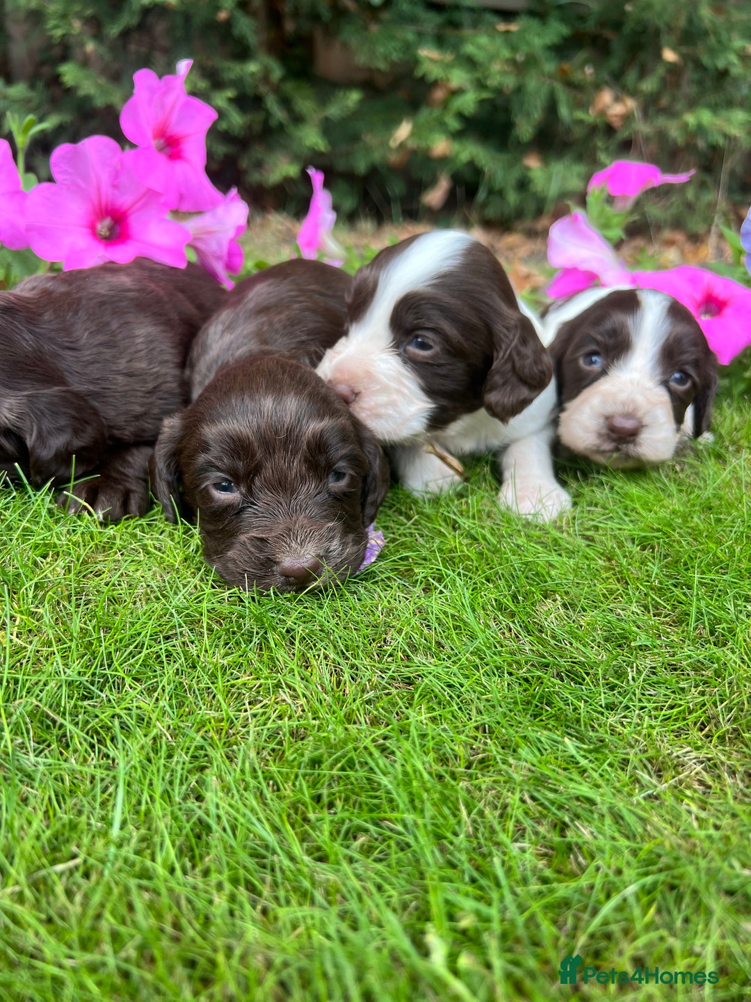 Cocker Spaniel dogs for sale: 6 beautiful cocker spaniel puppies - Image 3