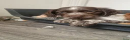 Cocker Spaniel dogs for sale: Here are 3 gorgeous cocker spaniel pups  - Advert 2