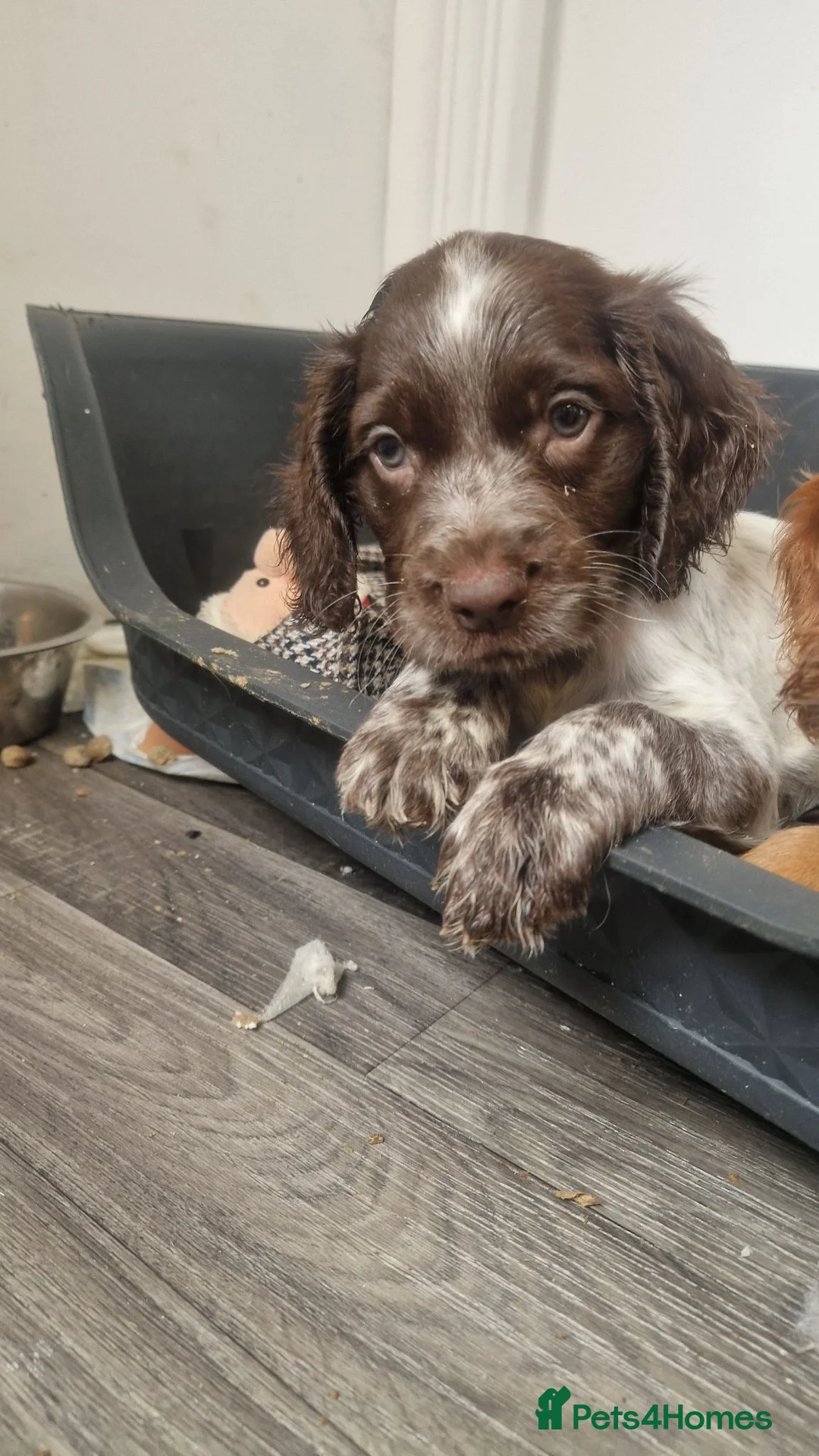 Cocker Spaniel dogs for sale: Here are 3 gorgeous cocker spaniel pups  - Advert 2