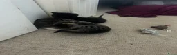 Mixed Breed cats for sale: 7 adorable kittens - Advert 8
