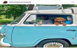 Cockapoo dogs for sale: Extensively Health Tested F1b cockerpoo Puppies  - Image 8
