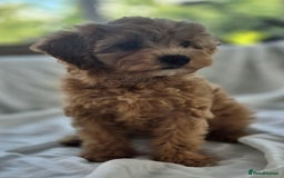 Cavapoochon dogs for sale: F1b MOYEN MERLE CAVAPOOCHON PUPS - Image 8